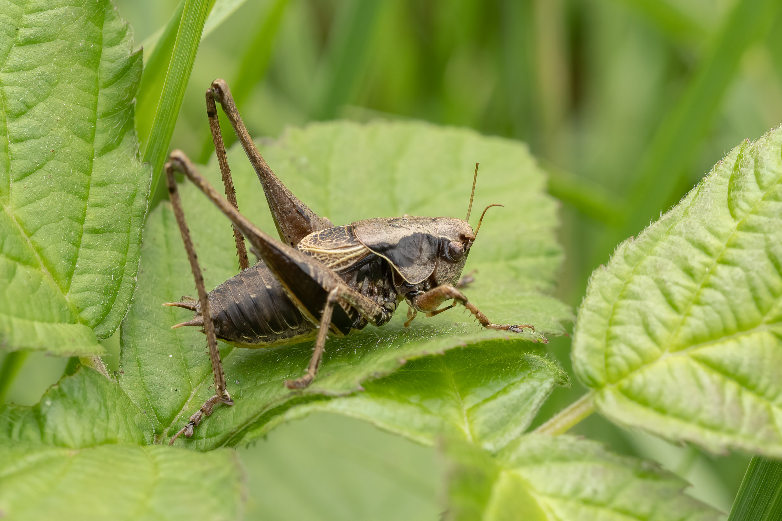 dark-bush-cricket